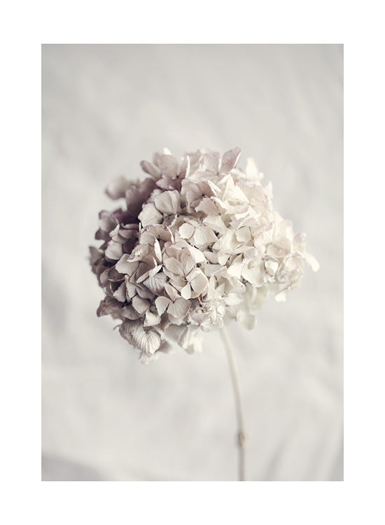 White Dried Flower Poster